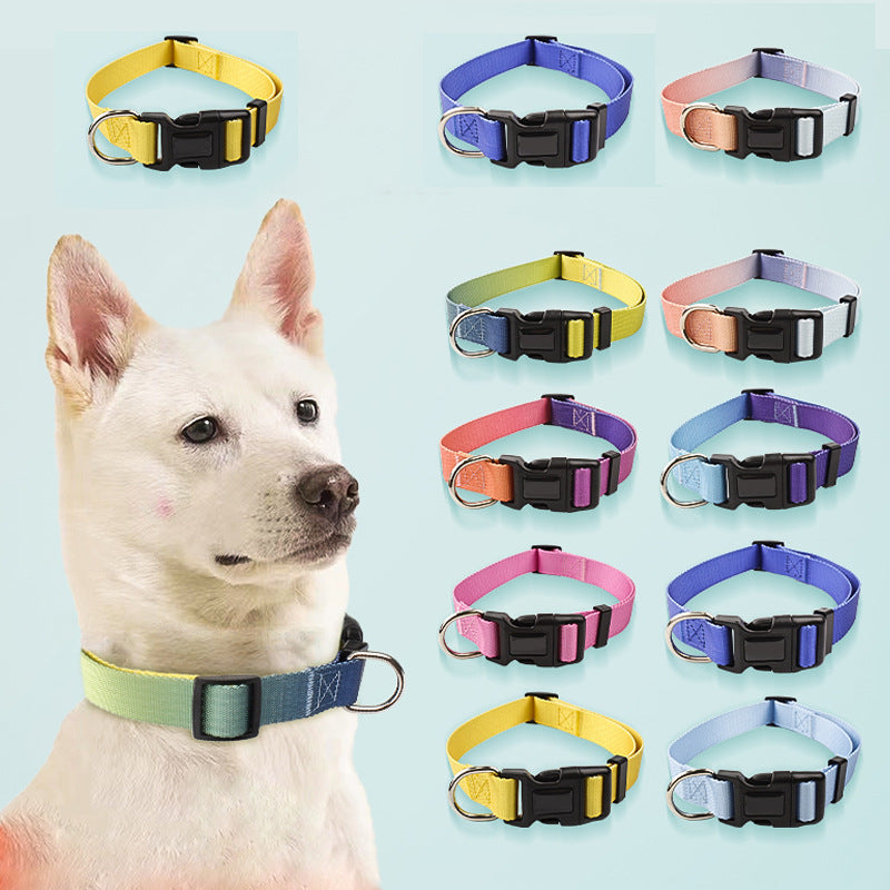 Hundhalsband och koppel - Färgglad elegans för varje promenad